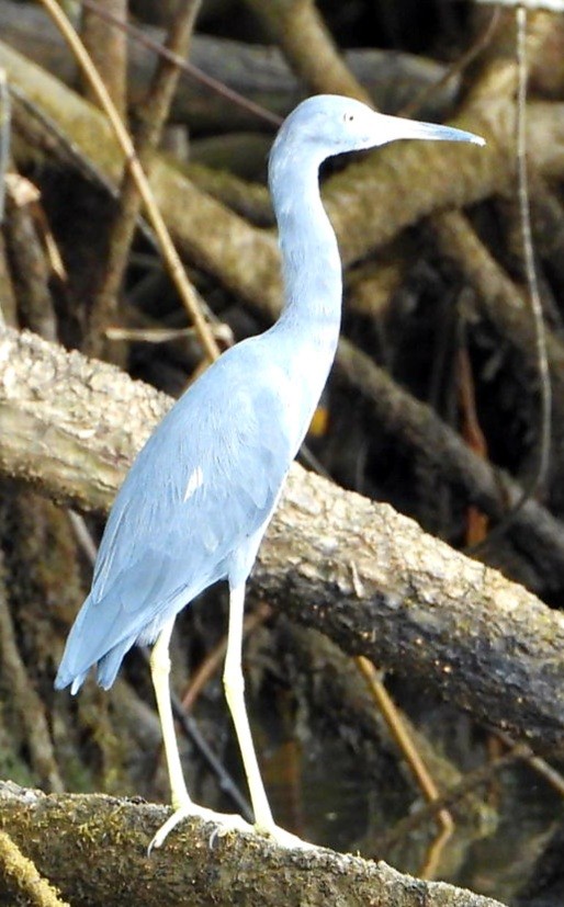 Little Blue Heron - ML647739733