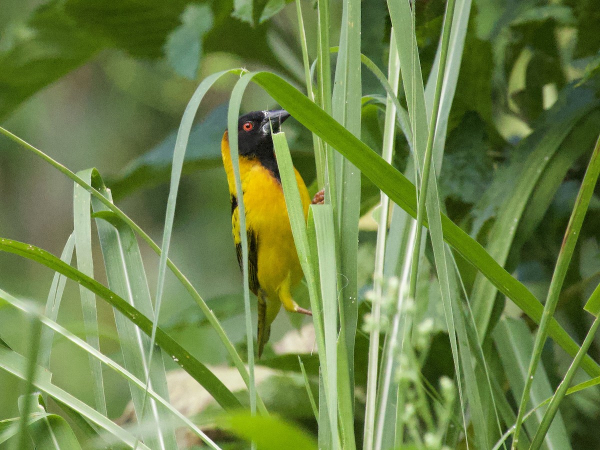 Black-headed Weaver - ML647739734