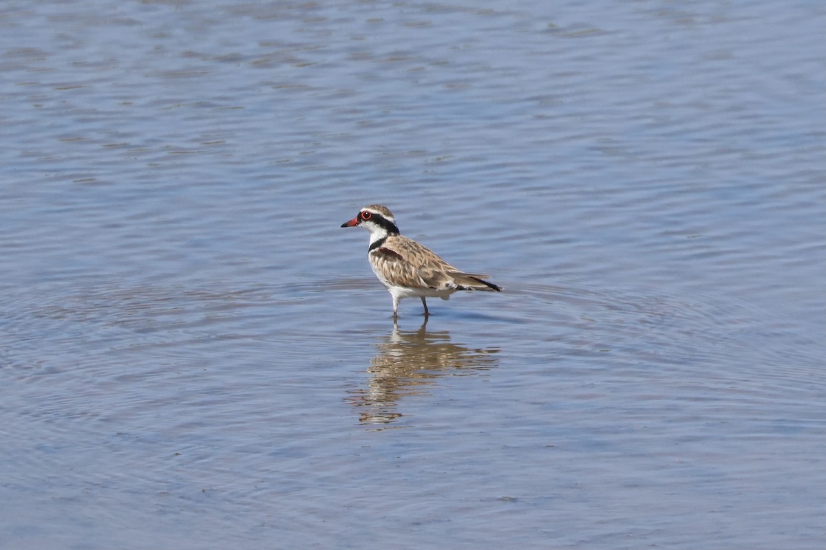 Black-fronted Dotterel - ML647739737