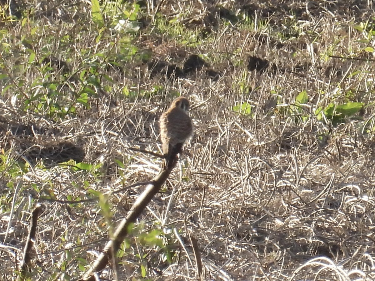American Kestrel - ML647739738