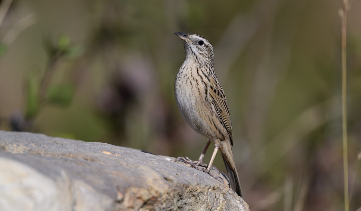 Upland Pipit - ML647739741