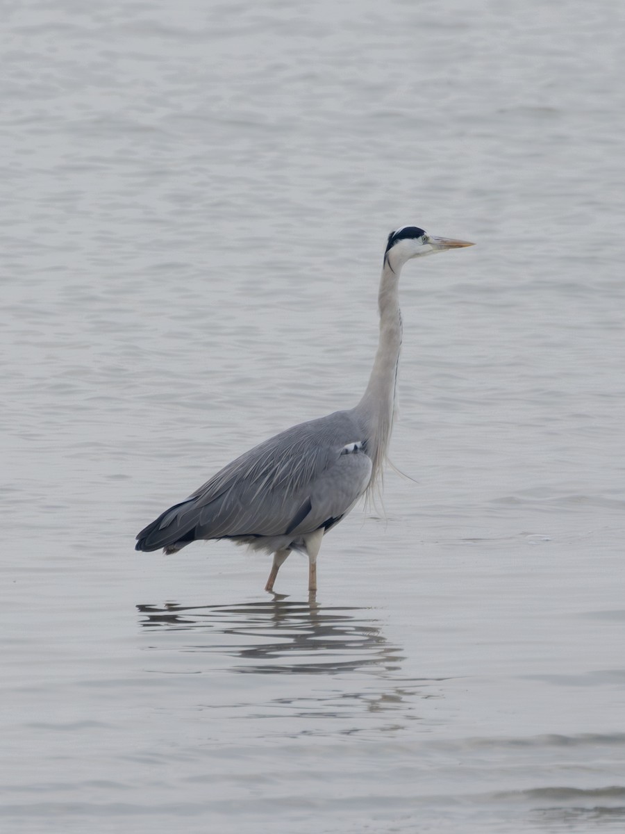 Airone cenerino - ML647739742