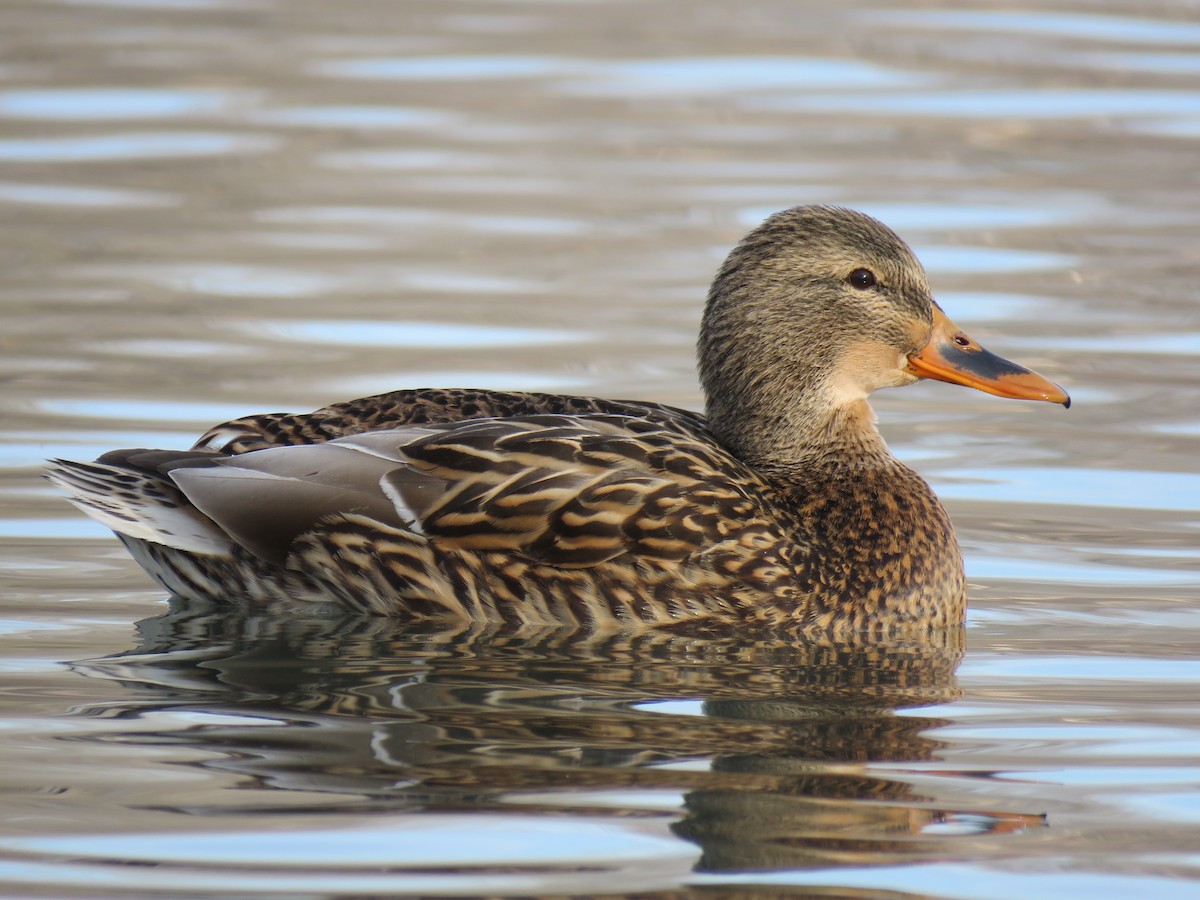 Germano reale - ML647739745