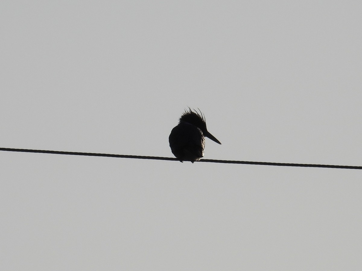 Belted Kingfisher - ML647739746