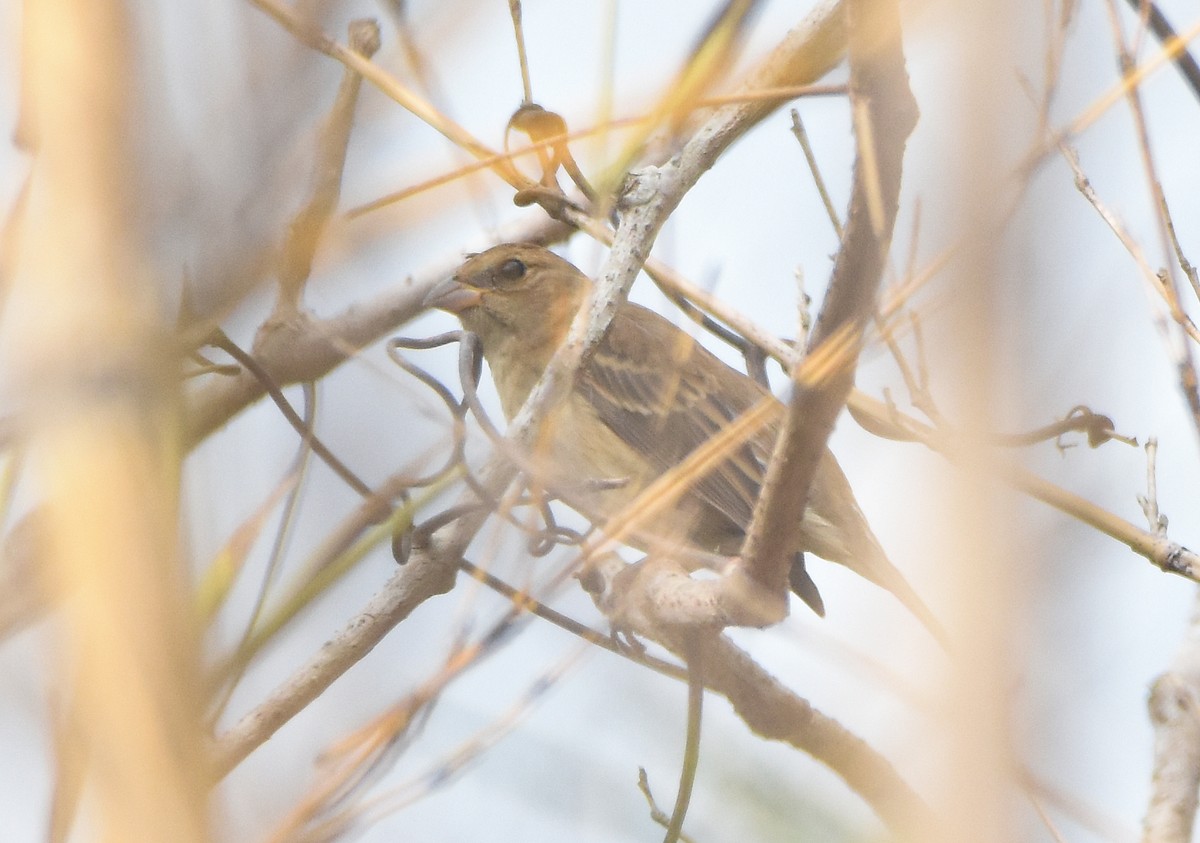 Indigo Bunting - ML647739749