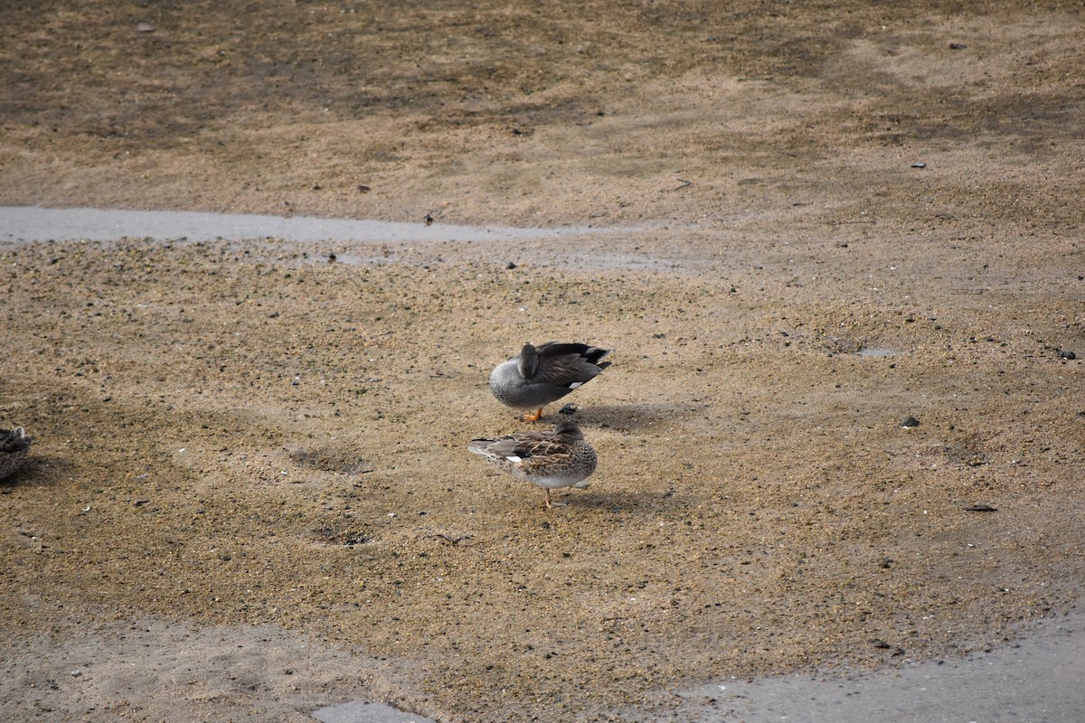 Нерозень - ML647739754