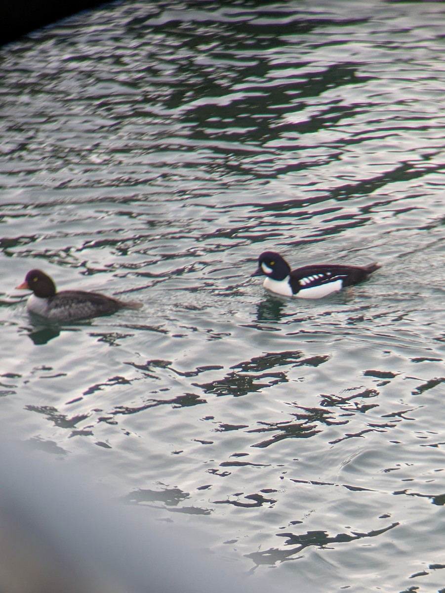 キタホオジロガモ - ML647739755