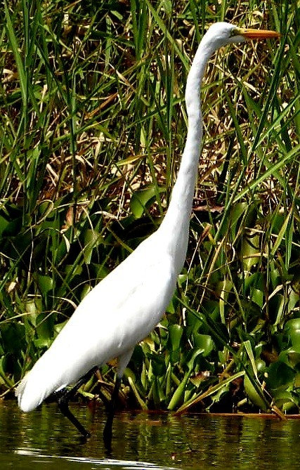 volavka bílá - ML647739760