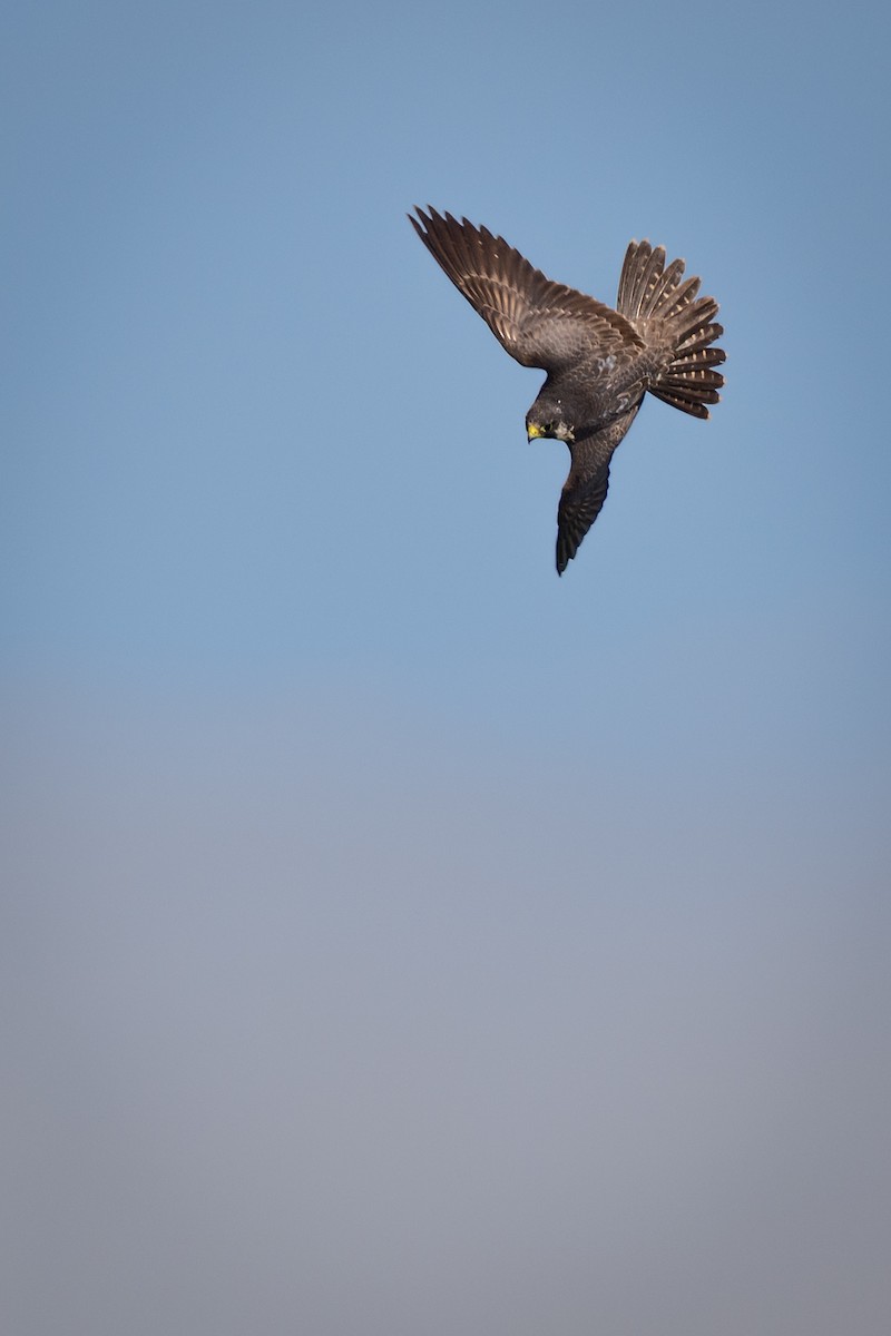 Сапсан - ML647739768