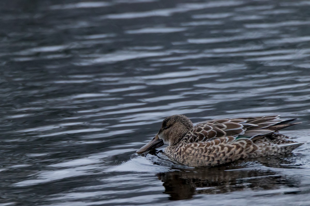 skjeand - ML647739772