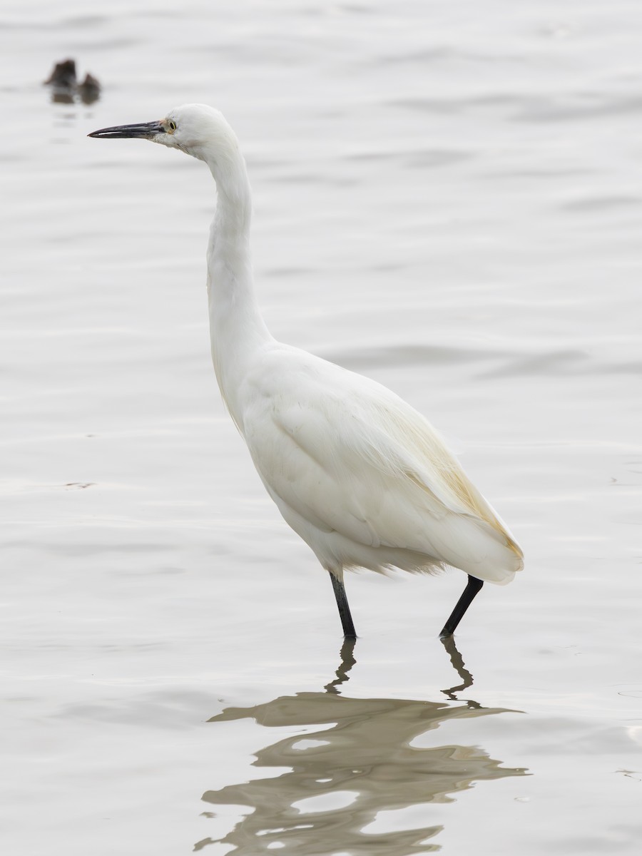 Little Egret - ML647739777