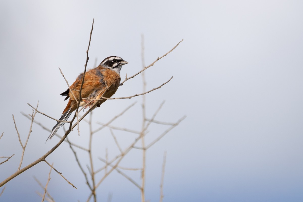 Вівсянка чорновуса - ML647739794