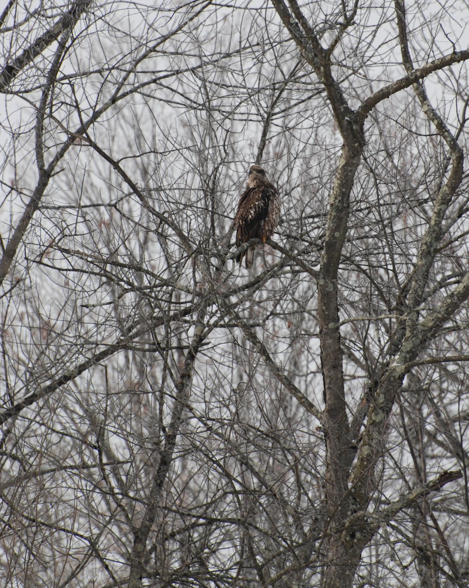 Itsas arrano buruzuria - ML647739798