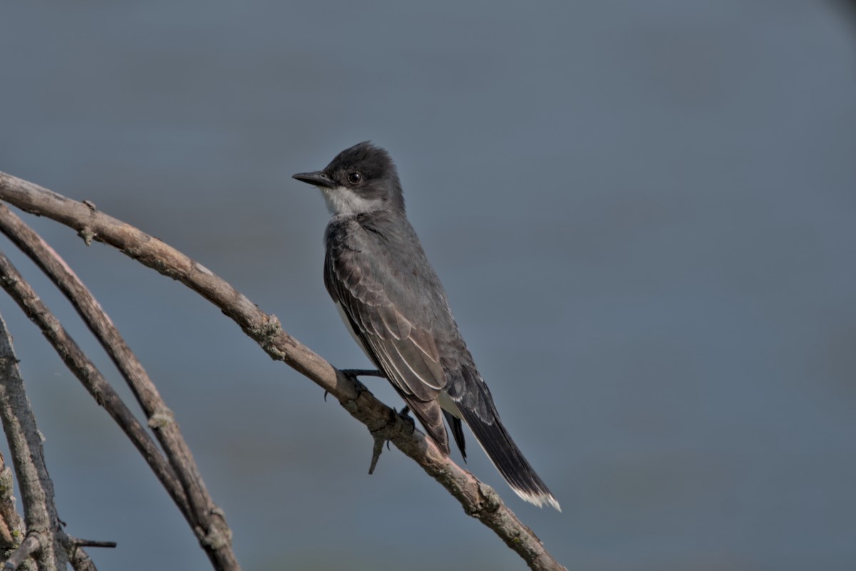 Tirano Oriental - ML647739799