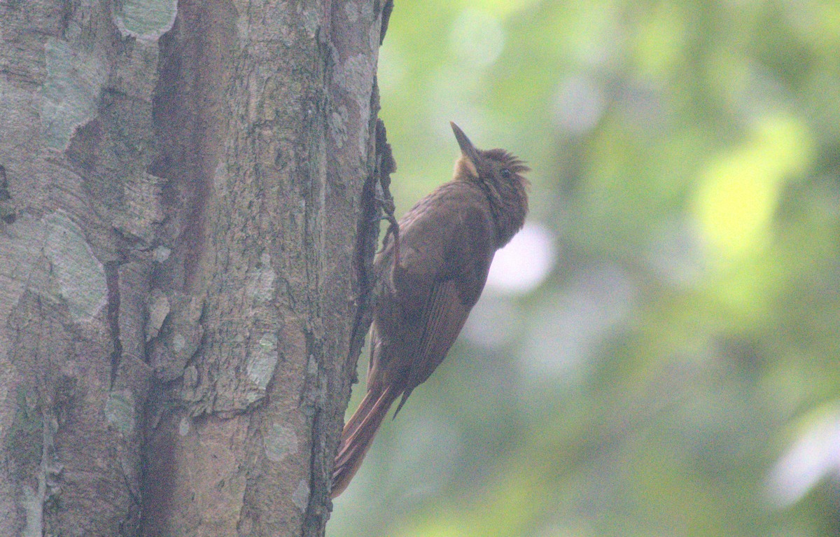 Hellschwingen-Baumsteiger - ML647739824
