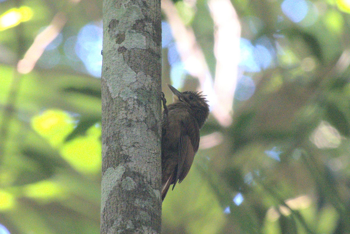 Hellschwingen-Baumsteiger - ML647739825
