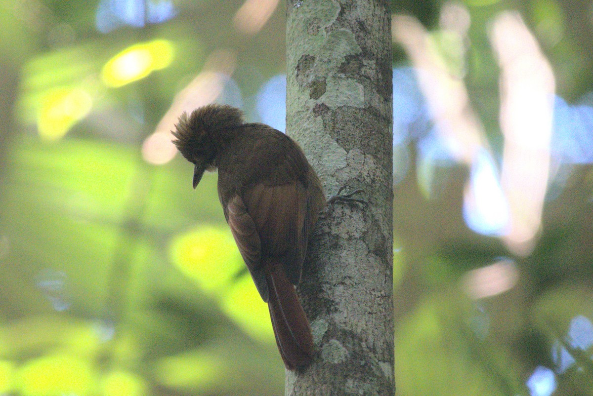 Hellschwingen-Baumsteiger - ML647739826