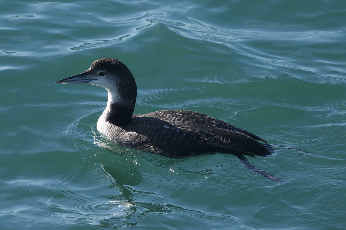 Common Loon - ML647739836