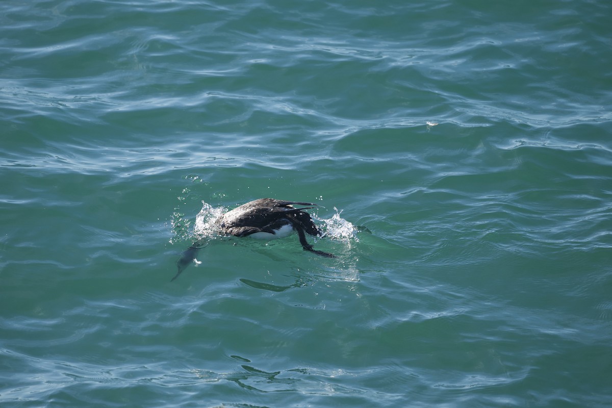 Common Loon - ML647739843