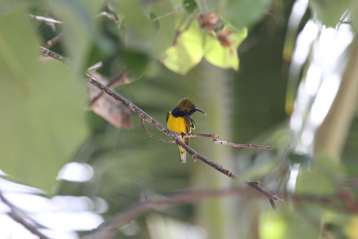 Sahul Sunbird - ML647739844