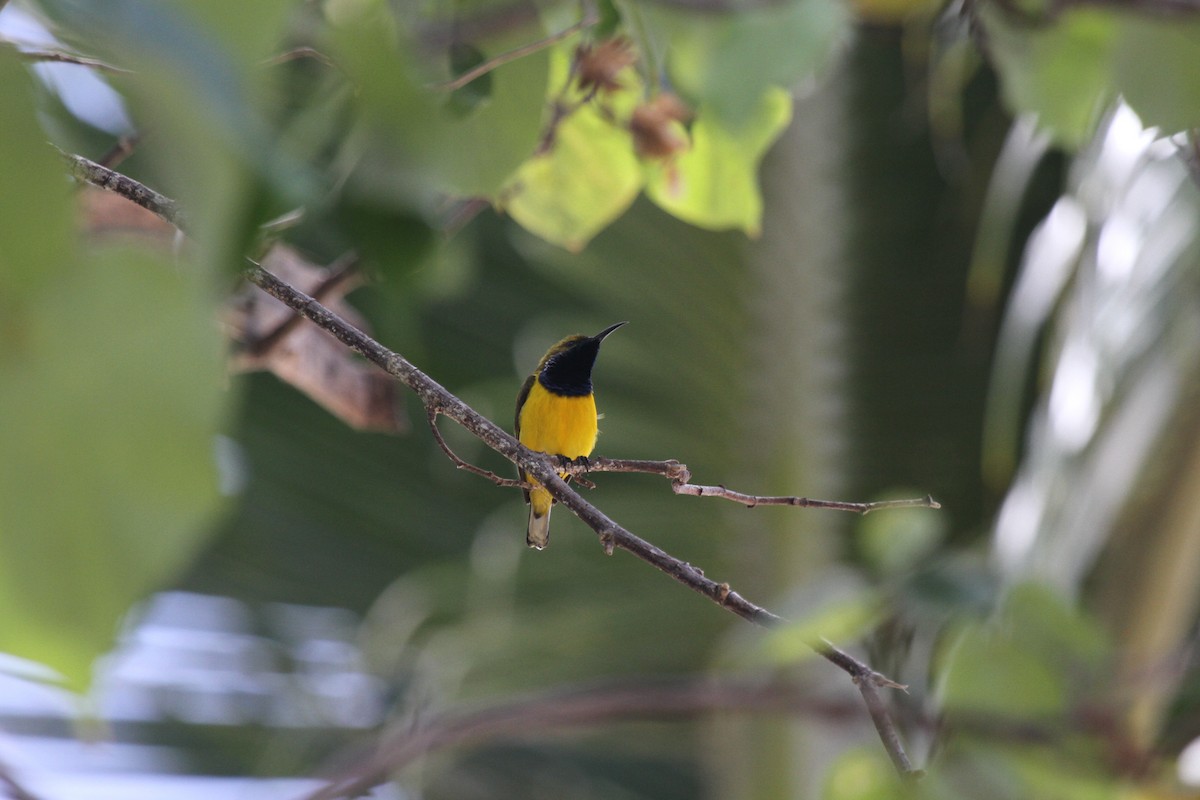 Sahul Sunbird - ML647739845