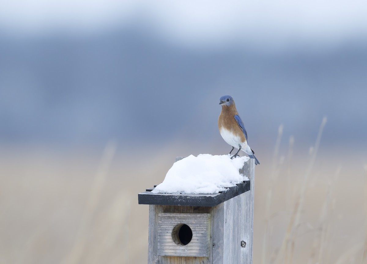 Azulejo Oriental - ML647739846