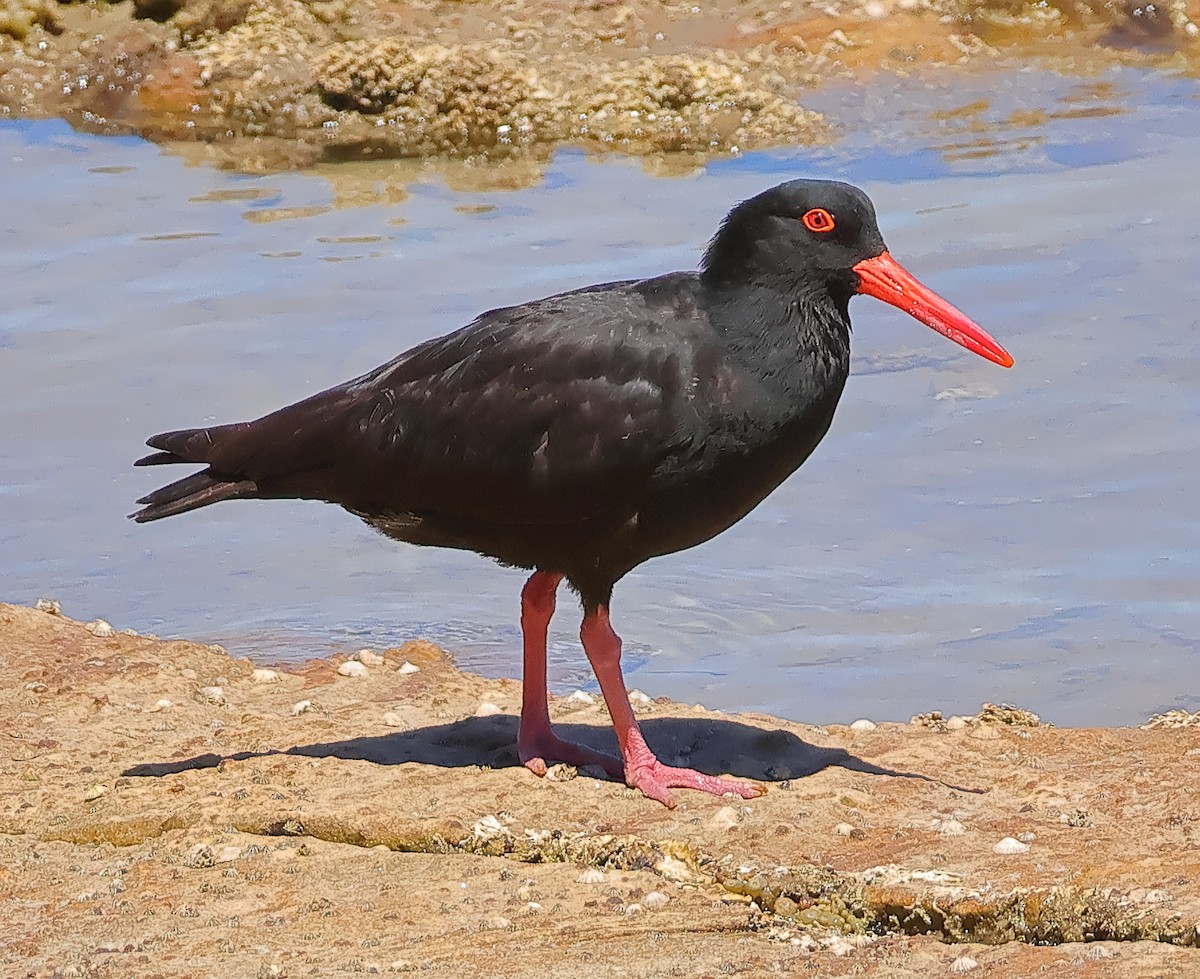 Huîtrier fuligineux - ML647739858