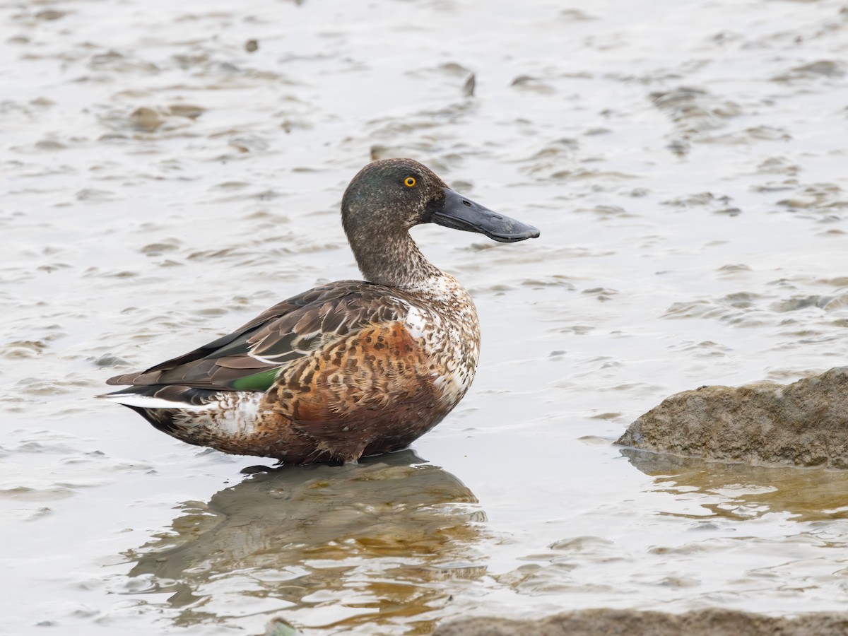 skjeand - ML647739862