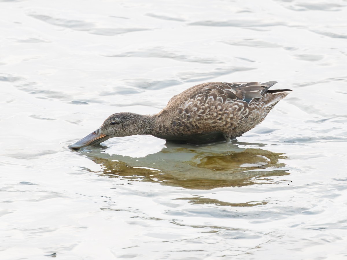 skjeand - ML647739869