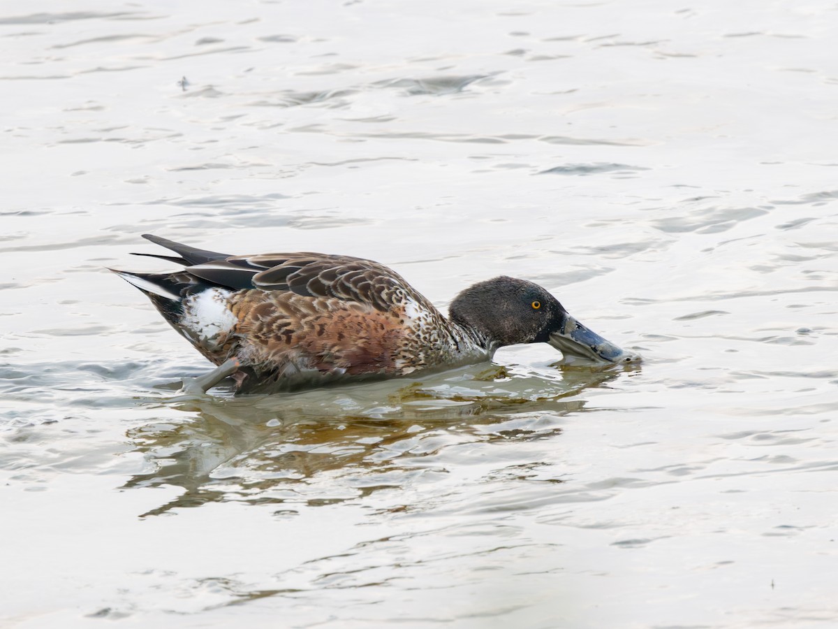 skjeand - ML647739874