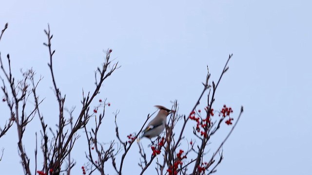ציצנית - ML647739882