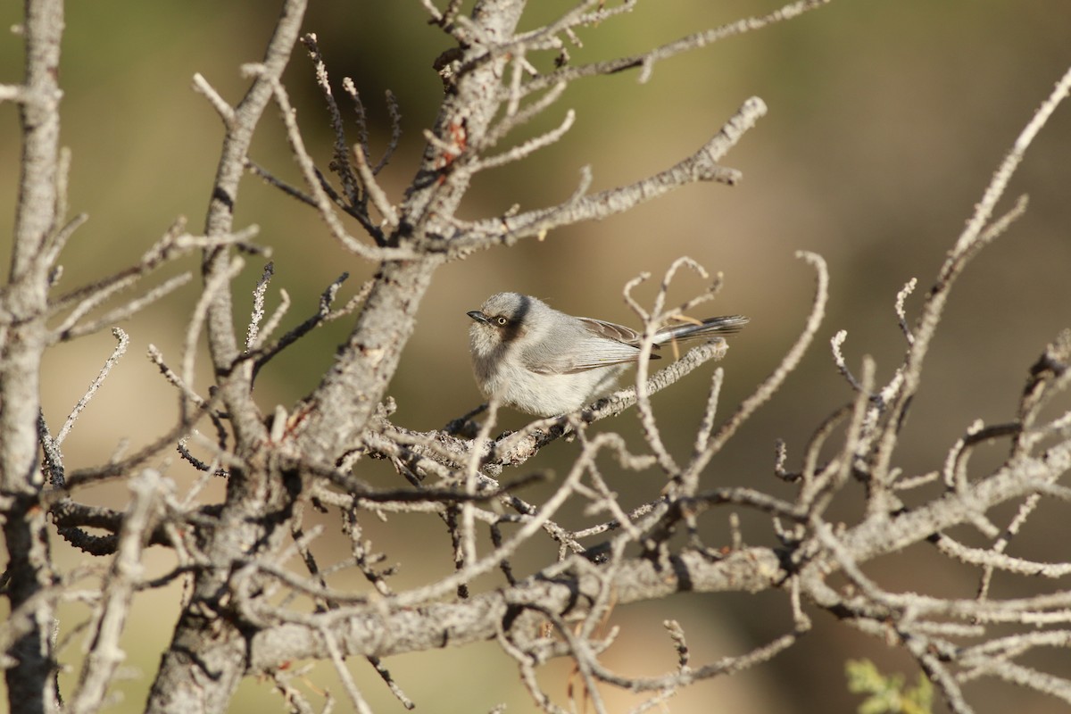 mlynařík americký (ssp. plumbeus) - ML647739887