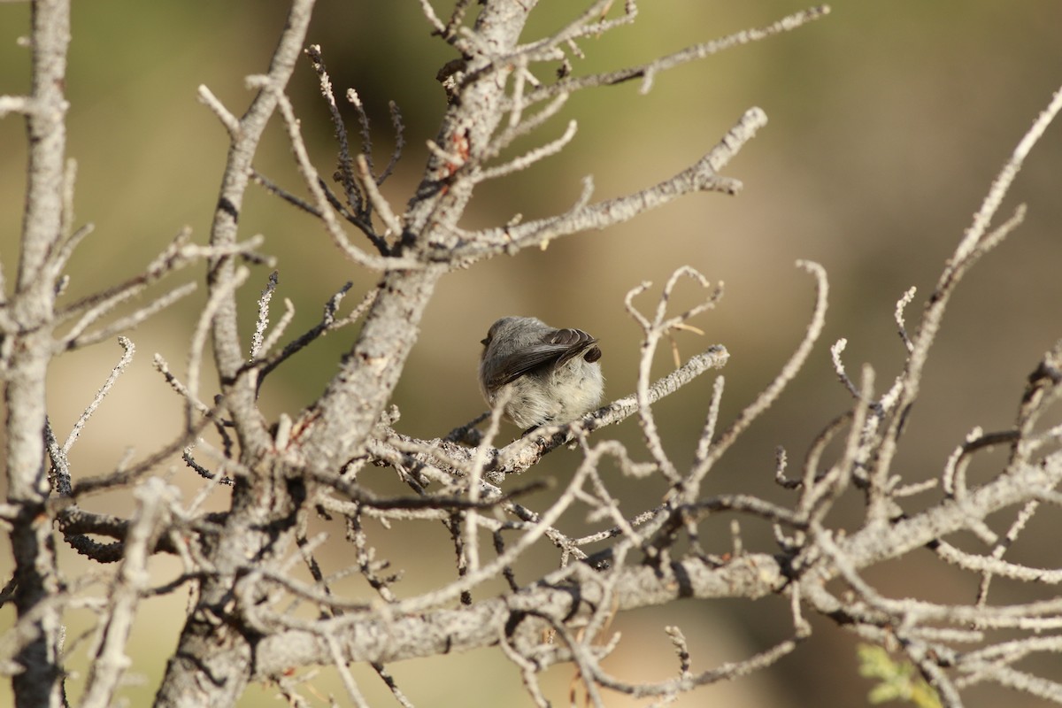 mlynařík americký (ssp. plumbeus) - ML647739888