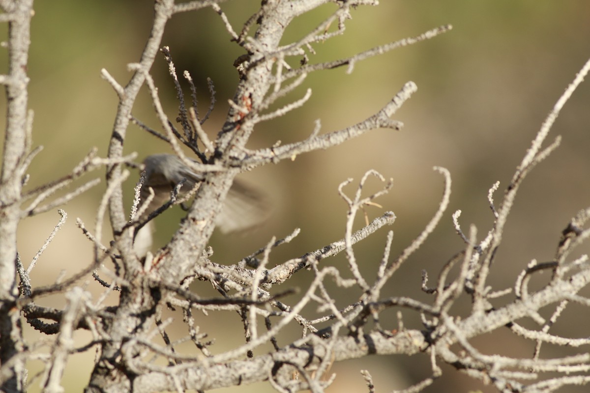 mlynařík americký (ssp. plumbeus) - ML647739889