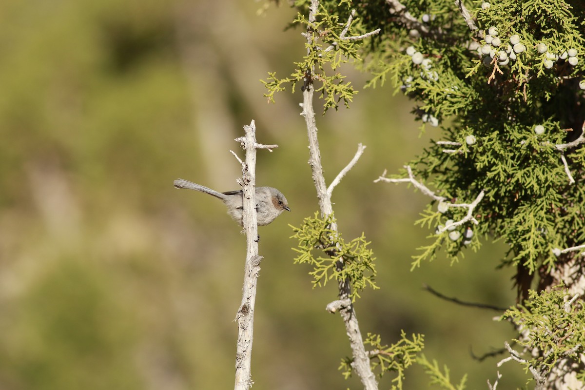 mlynařík americký (ssp. plumbeus) - ML647739890