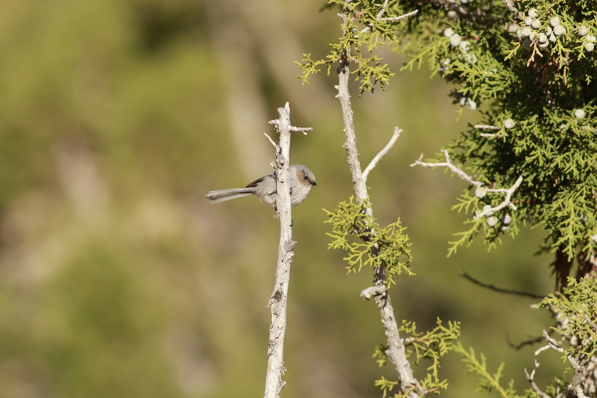 mlynařík americký (ssp. plumbeus) - ML647739891
