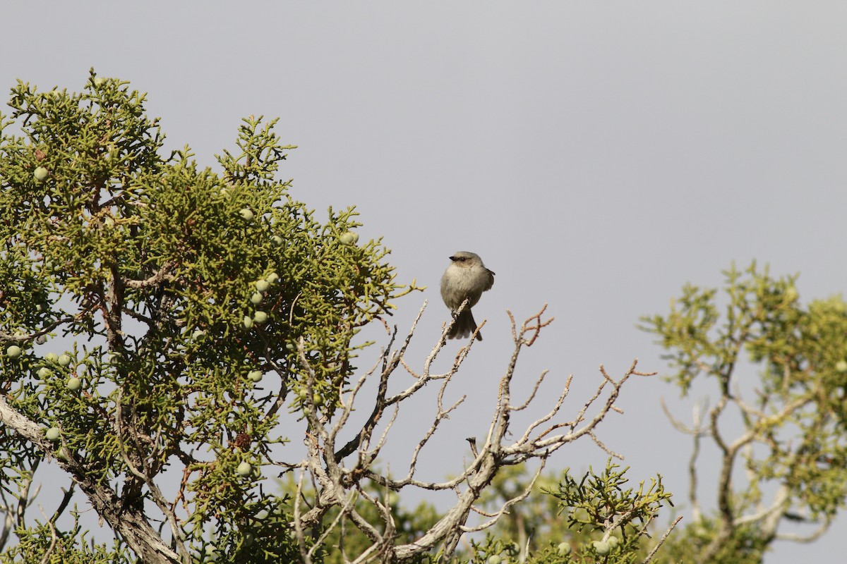 mlynařík americký (ssp. plumbeus) - ML647739892
