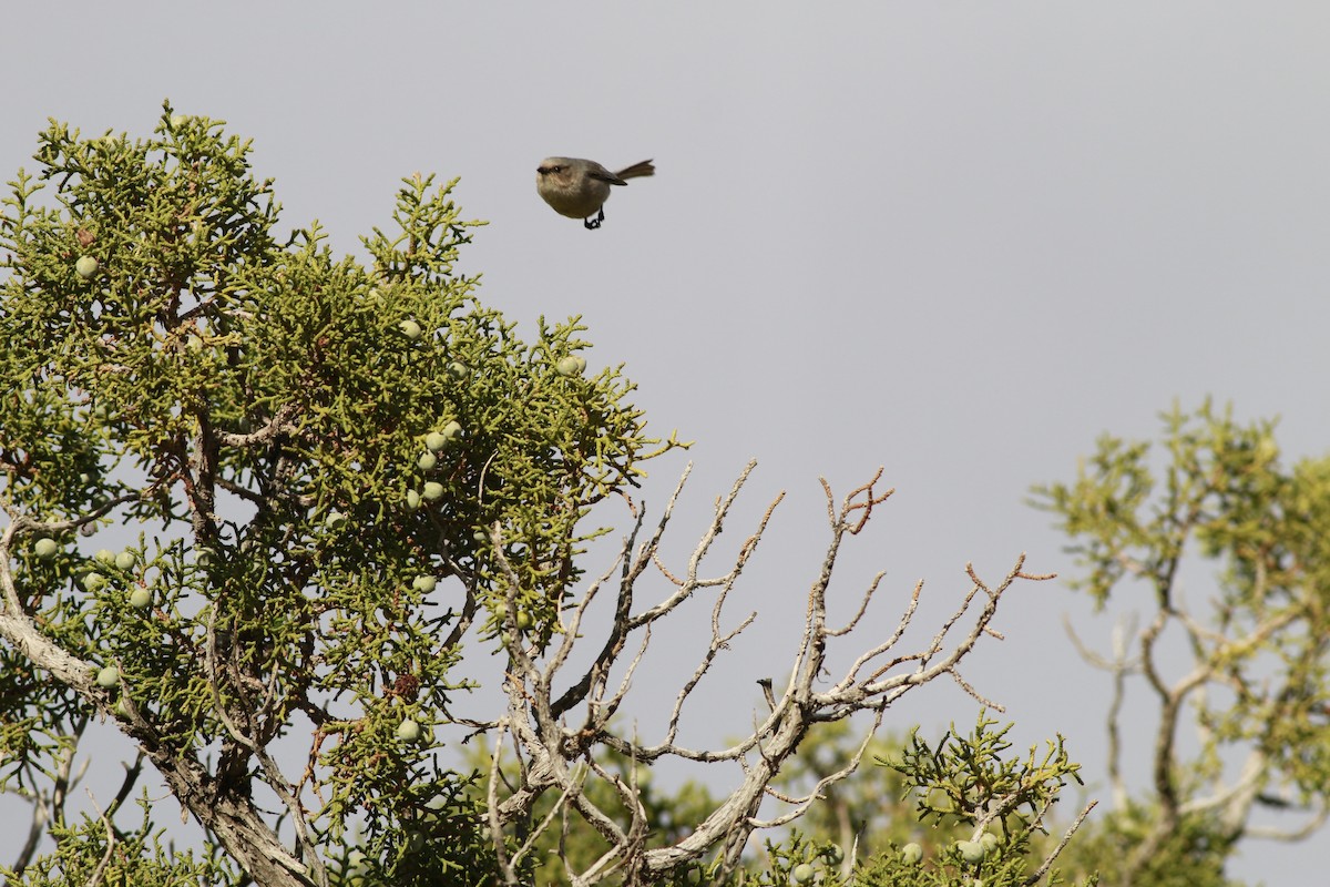 mlynařík americký (ssp. plumbeus) - ML647739893