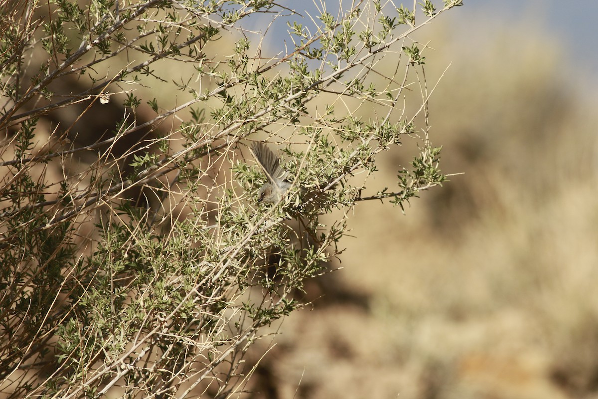 mlynařík americký (ssp. plumbeus) - ML647739894