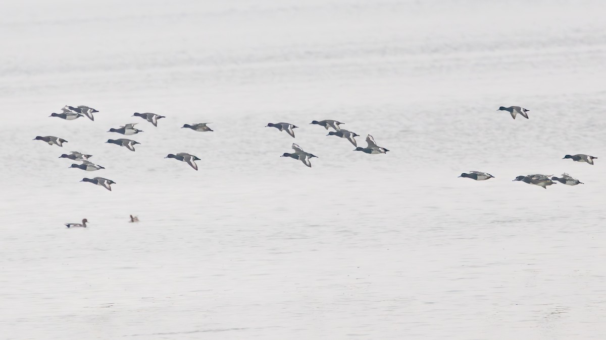 skjeand - ML647739896