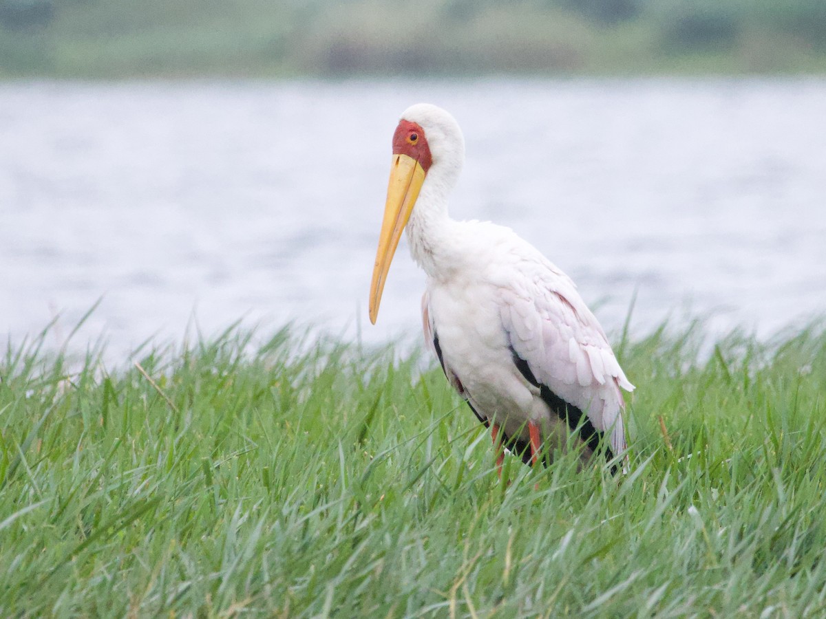 Tántalo Africano - ML647739907