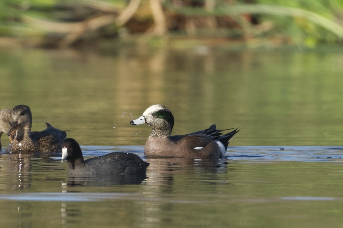 Canard d'Amérique - ML647739908