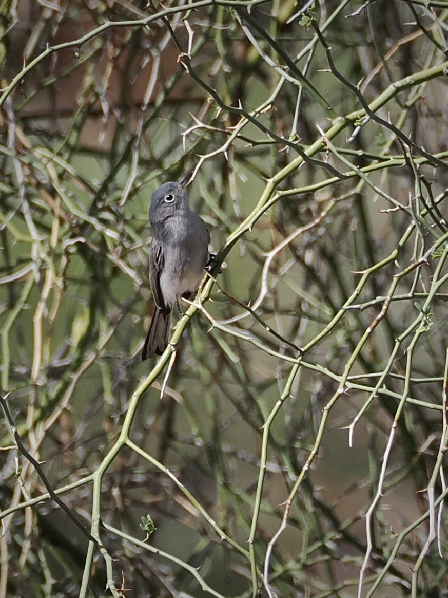 Gobemoucheron gris-bleu - ML647739909