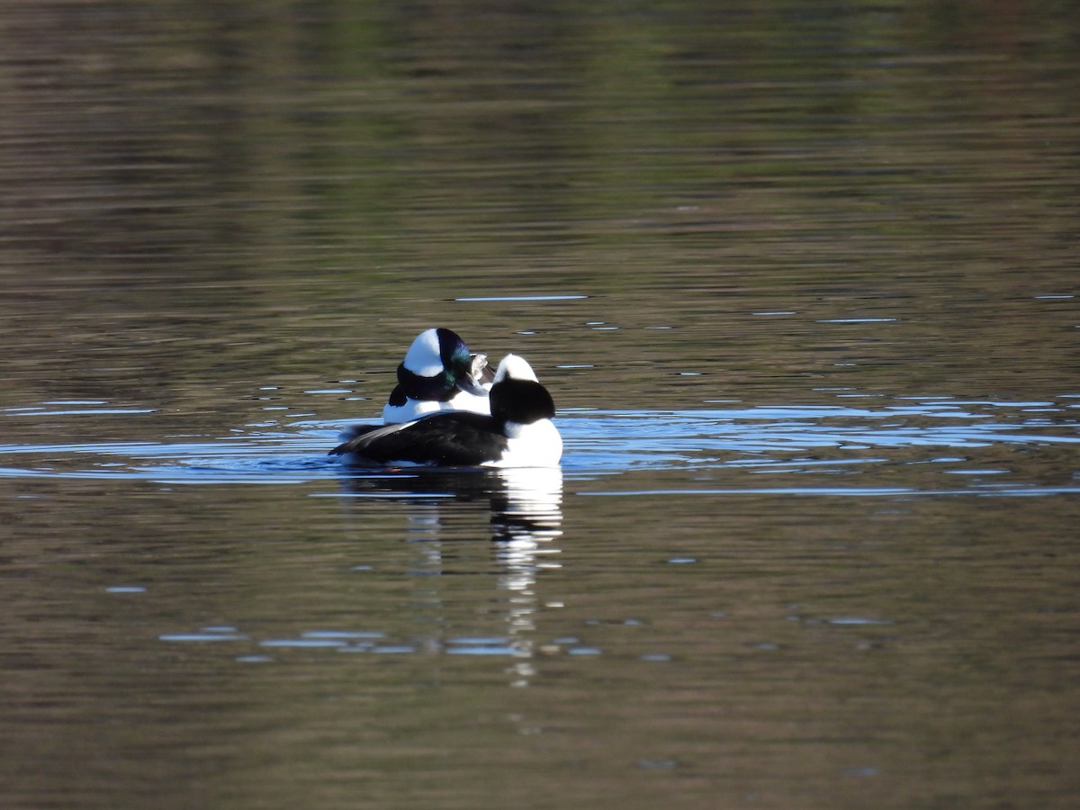 Petit Garrot - ML647739910