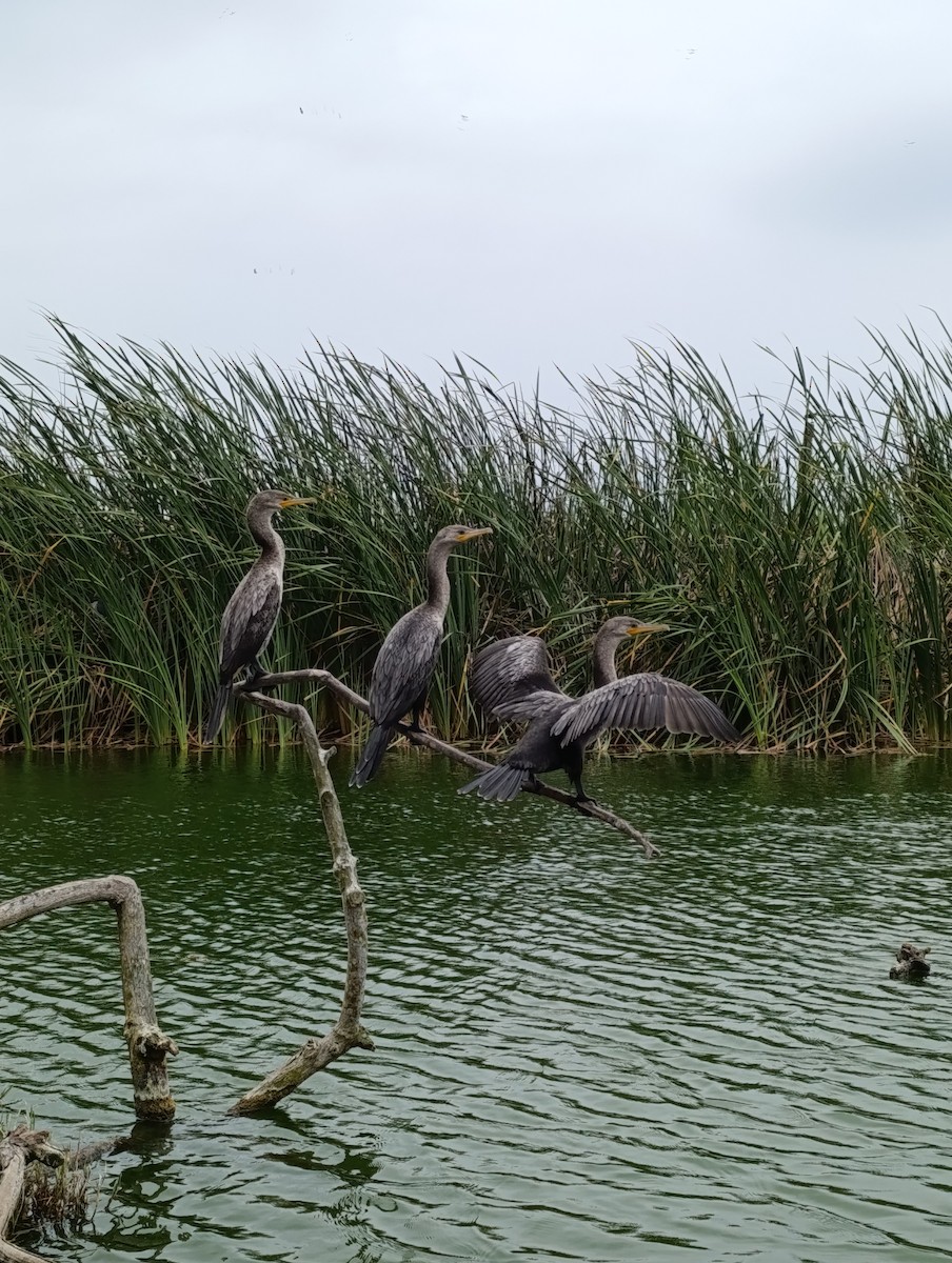 Cormoran vigua - ML647739914