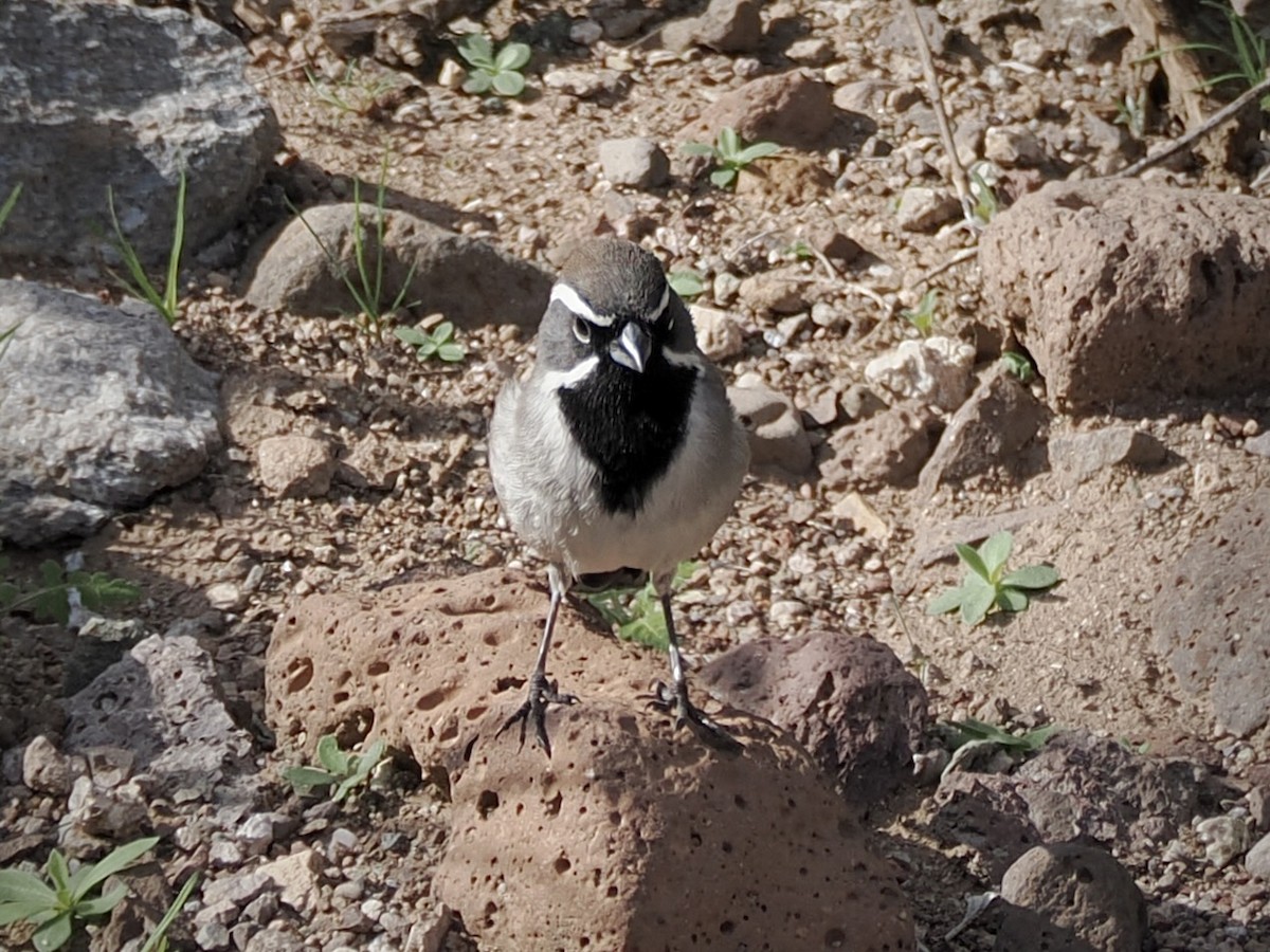 Bruant à gorge noire - ML647739915