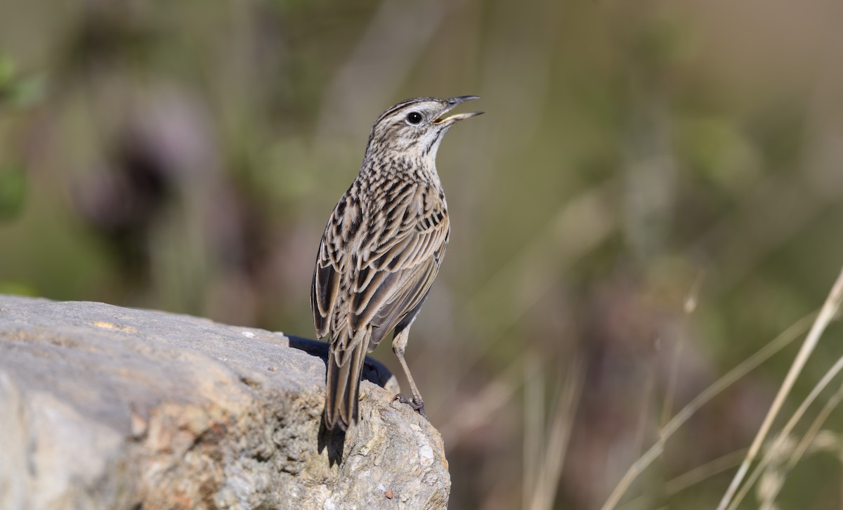 Pipit montagnard - ML647739916