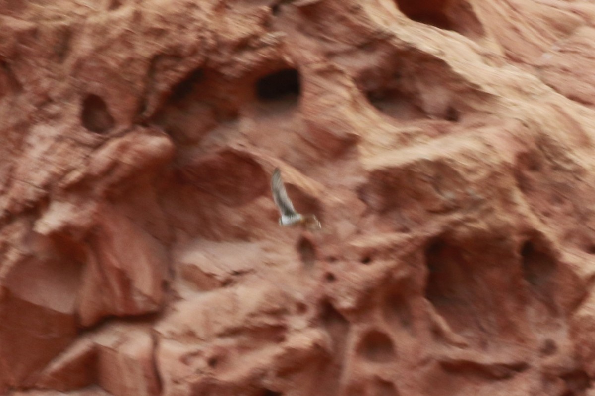 Faucon des prairies - ML647739918