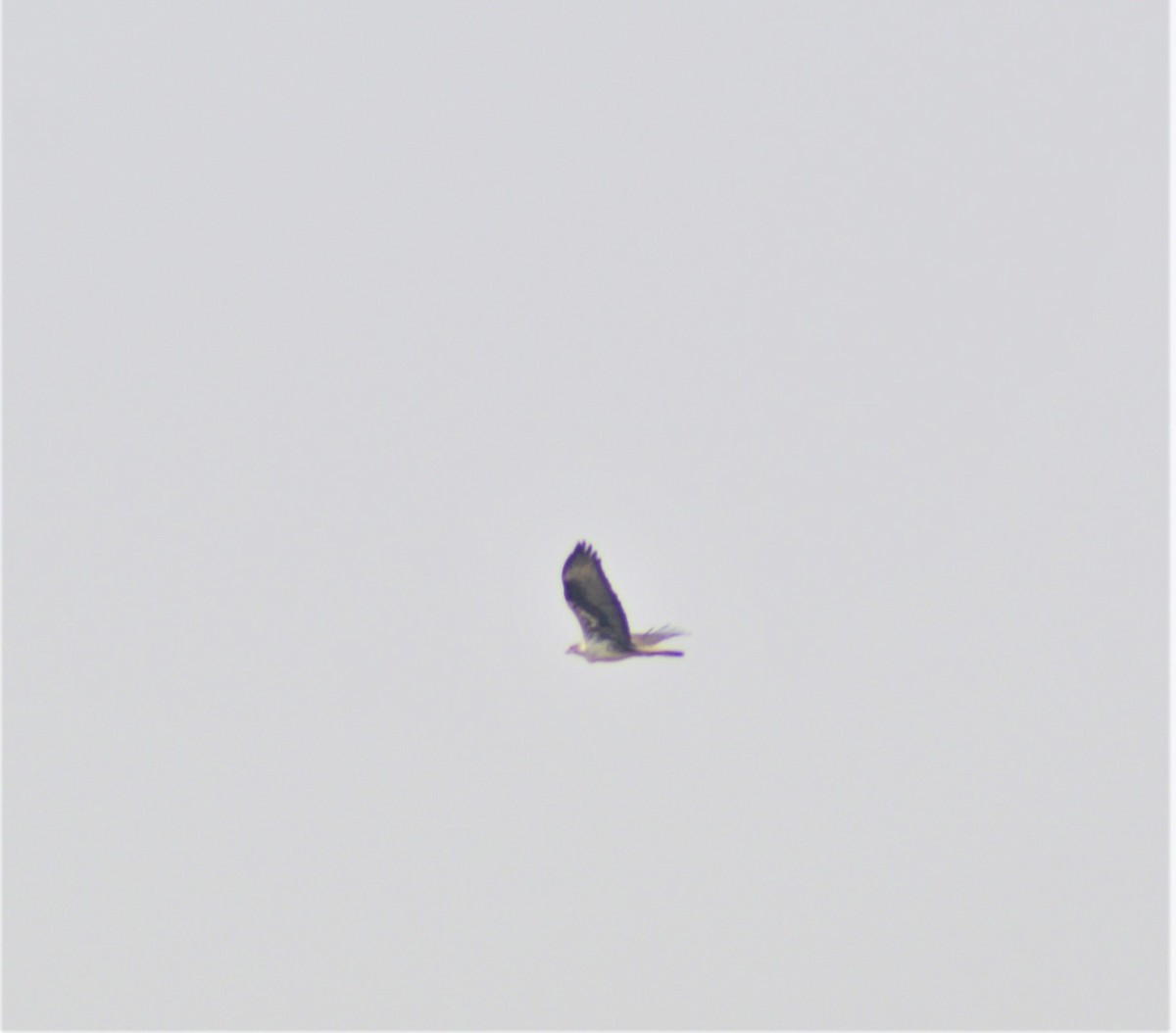 Aigle de Bonelli - ML647739919