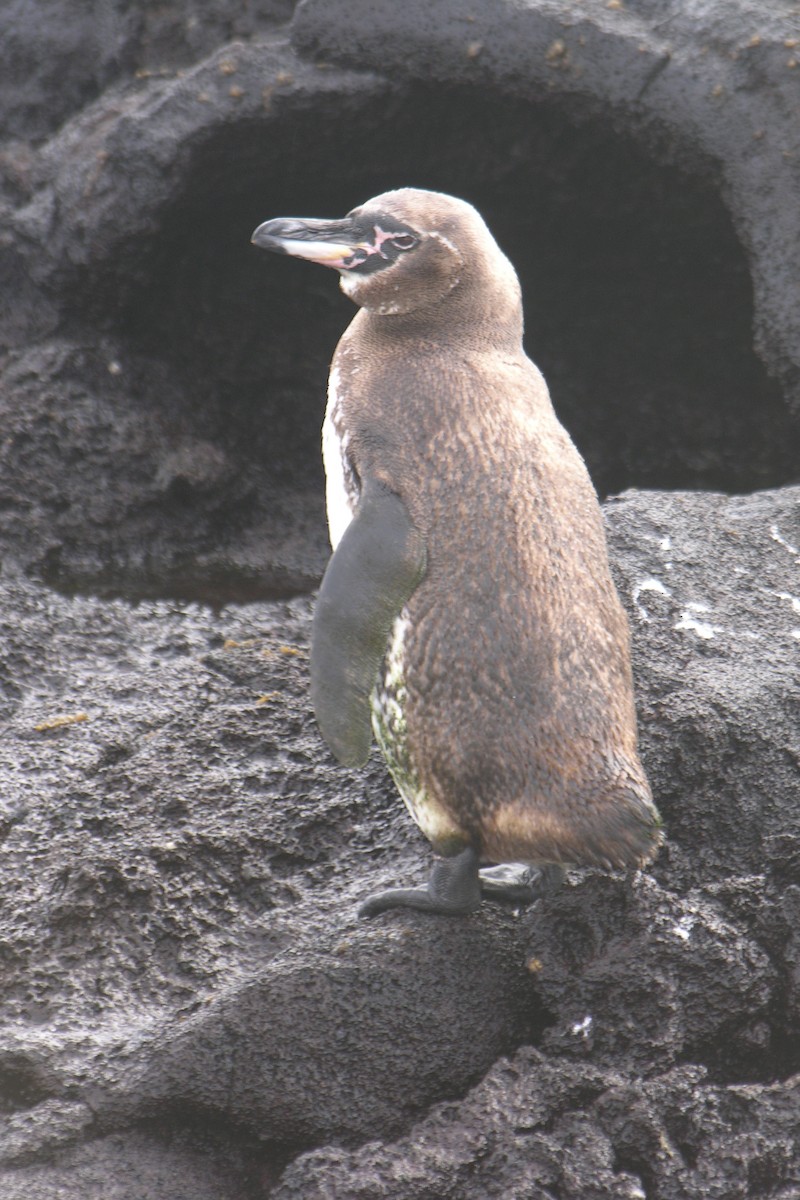 Manchot des Galapagos - ML647739920